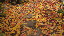 Thumbnail 36