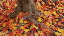 Thumbnail 37